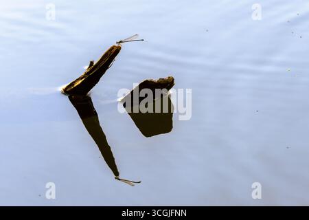 Dragonfly sitting on a branch sticking out of the river Stock Photo
