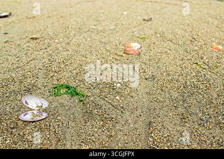 Seashells on a sandy Washington beach Stock Photo