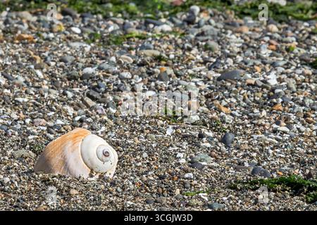Broken seashell on a beach shore Stock Photo