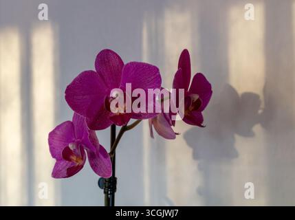 Abstract view of miniature purple moth orchid (phalaenopsis) blossoms in bloom next to a white interior wall with defocused shadows in the background Stock Photo