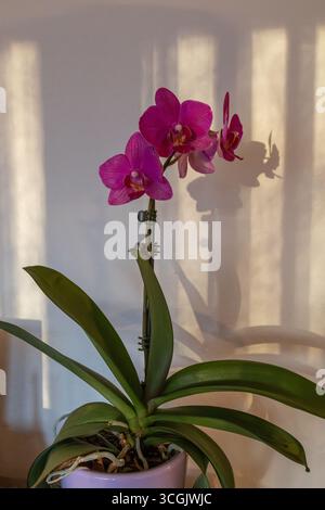 Abstract view of miniature purple moth orchid (phalaenopsis) blossoms in bloom next to a white interior wall with defocused shadows in the background Stock Photo