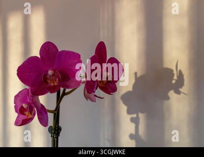 Abstract view of miniature purple moth orchid (phalaenopsis) blossoms in bloom next to a white interior wall with defocused shadows in the background Stock Photo