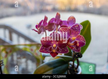 Abstract view of miniature purple and white moth orchid (phalaenopsis) blossoms in bloom on a kitchen window sill with defocused white snow landscape Stock Photo