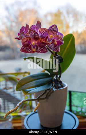 Abstract view of miniature purple and white moth orchid (phalaenopsis) blossoms in bloom on a kitchen window sill with defocused white snow landscape Stock Photo