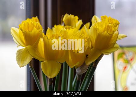 Macro view of a bunch of yellow daffodil blossoms on a window sill with defocused white snow landscape background Stock Photo