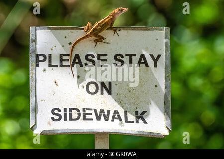 Orange brown anole (Anole sagrei) at the Kanapaha Botanical Gardens in Gainesville, Florida. (USA) Stock Photo