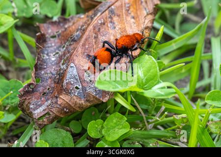 Large red velvet ant on a dead leaf at Kanapaha Botanical Gardens in Gainesville, Florida. (USA) Stock Photo