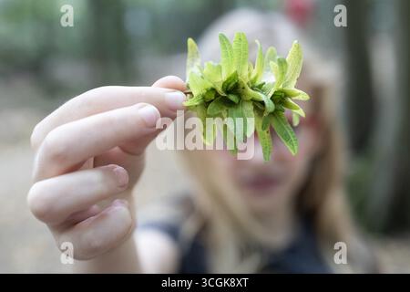 Fingers Holding Leaves Close-up Stock Photo