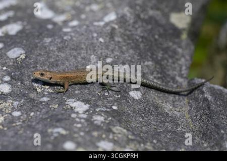 Common Lizard (Zootoca vivipara) basking on a stone wall Peak District UK. Stock Photo
