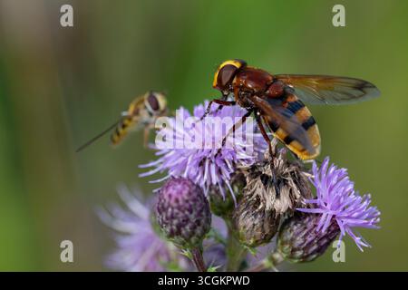 Hornet mimic hoverfly (Volucella zonaria) feeding on thistle flowers Stock Photo