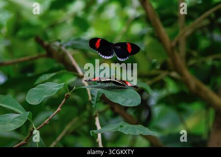 Two common postmans (Heliconius melpomene) butterflies in a lush green forest setting. Stock Photo