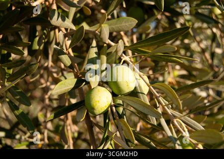 Green olives on a tree. Stock Photo