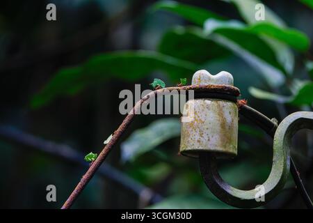 Close-up of a few ants and a rusty insulator on an old metal pole with green leaves in the background. Stock Photo