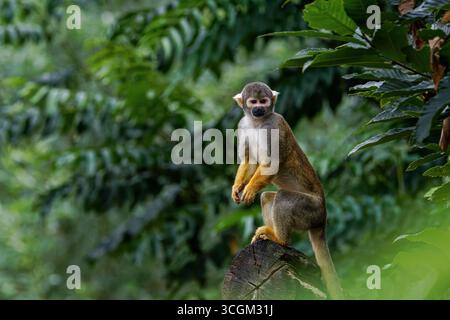 A Peruvian Squirrel monkey (Saimiri Boliviensis Peruviensis) perched on a tree stump in a lush green forest. Stock Photo