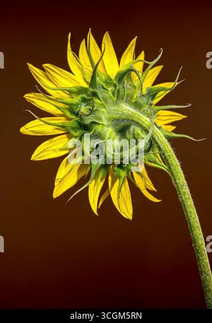 A vibrant sunflower on a dark brown background Stock Photo