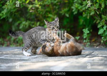 Two kittens were playing and wrestling in the garden. Stock Photo