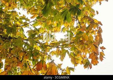 Branch with maple leaves in autumn colours Stock Photo