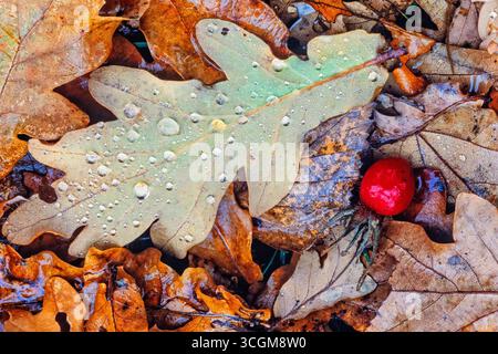 Wet oak leaves and a red rose hip lying on the ground in Autumn colours Stock Photo