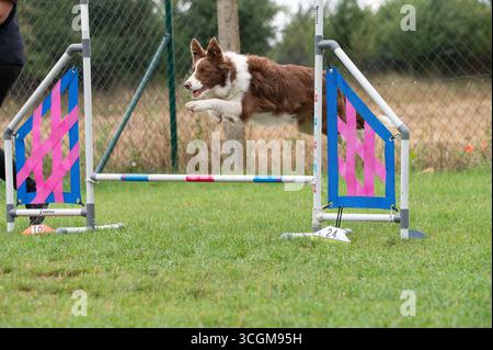 Border Collie jumping over an agility obstacle on green grass Stock Photo