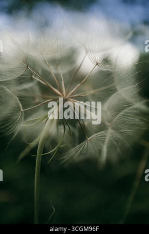 Close-Up of Dandelion Seed Head with Soft Focus Stock Photo