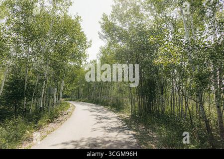Winding Path Through Birch Tree Forest Stock Photo