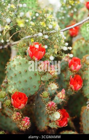 Vibrant red cactus flowers bloom in the warm desert sun. Stock Photo