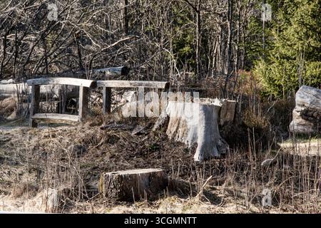 Tree stumps and small wooden bridge in an open forest clearing Stock Photo
