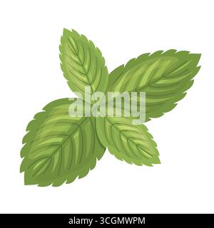 fresh mint leaves; perfect for adding a refreshing touch to culinary compositions or herbal-themed designs; food blogs, recipe cards- vector illustrat Stock Vector