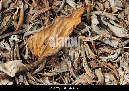 A Big Dry Leaf Amid Fallen Friends Stock Photo