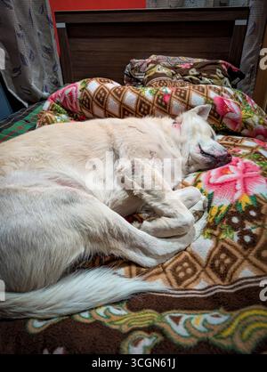 A white dog sleeping peacefully on a colorful patterned blanket on a bed. Stock Photo