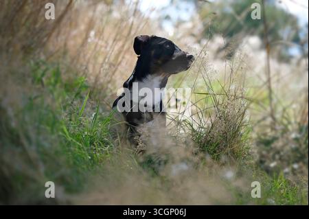 jack russel terrier dog in long grass, norfolk, england Stock Photo