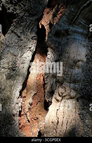 old gnarled dead tree trunk, norfolk, england Stock Photo
