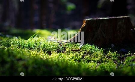 Close-up of vibrant green moss growing on the forest floor, illuminated by natural sunlight with soft bokeh background. Detailed macro texture of wood Stock Photo