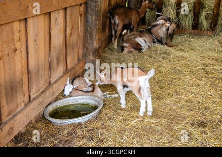 A herd of goats inside a barn on straw Stock Photo