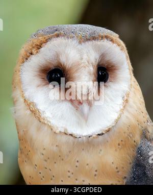 Barn owl, Schleiereule, Chouette effraie, Tyto alba, gyöngybagoly, Hungary, Magyarország, Europe Stock Photo