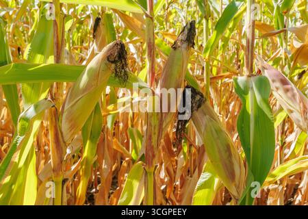 Mature corn cobs growing on tall stalks in a sunlit agricultural field, ready for harvest during late summer season. Stock Photo