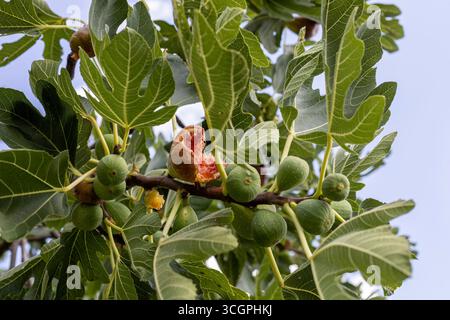 Ripening figs on Fig Tree Stock Photo