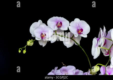 Multiple white and purple orchids on a single stem with a basic black background. Stock Photo