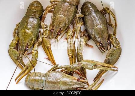 live fresh crayfish caught close-up Stock Photo