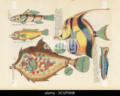vintage fish species artwork Stock Photo - Alamy