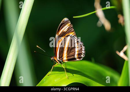 Banded Orange Heliconian butterfly flying freely in a vivarium Stock ...