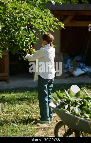 Senior woman trimming fruit tree branches with pruning shears in outdoor garden, seasonal plant care and sustainable gardening. Stock Photo