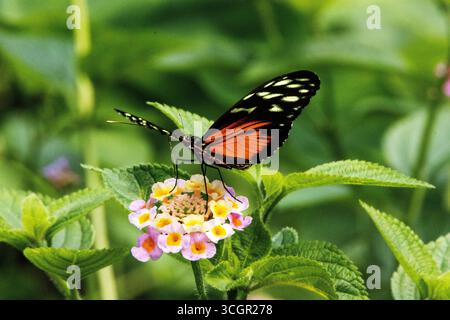 Tiger, Hecale or Golden longwing butterfly (Heliconius hecale) feeding on pale pink flowers with a jungle background Stock Photo