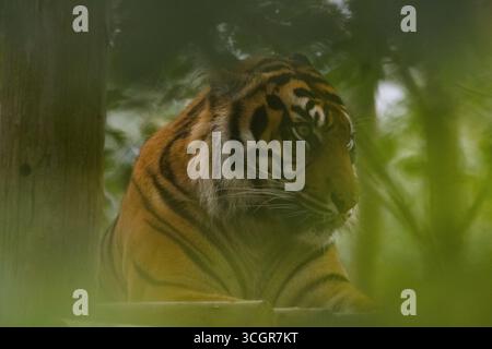 Majestic tiger resting in a wildlife conservation Stock Photo