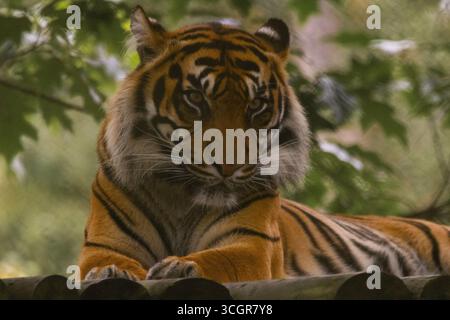 Tiger resting in conservation Stock Photo