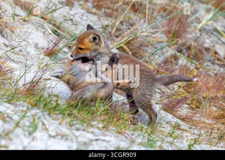 Young red foxes (Vulpes vulpes) two playful kits / juveniles playing near burrow / den in the sand dunes along the coast in spring Stock Photo