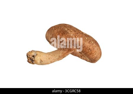 One single whole Shiitake mushroom lying on side with stem visible, isolated cutout on white background Stock Photo