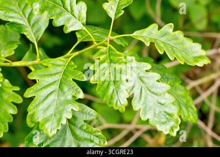Sessile Oak or Durmast Oak (quercus petraea), close up of the stalked green leaves of the tree. Stock Photo