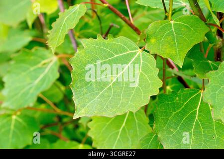 Silver Birch (betula pendula), close up focusing on a single green leaf of the tree. Stock Photo