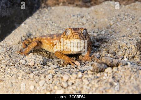 Exotic Knob Tailed Gecko Resting on Sandy Ground. Lizard smiley Stock Photo
